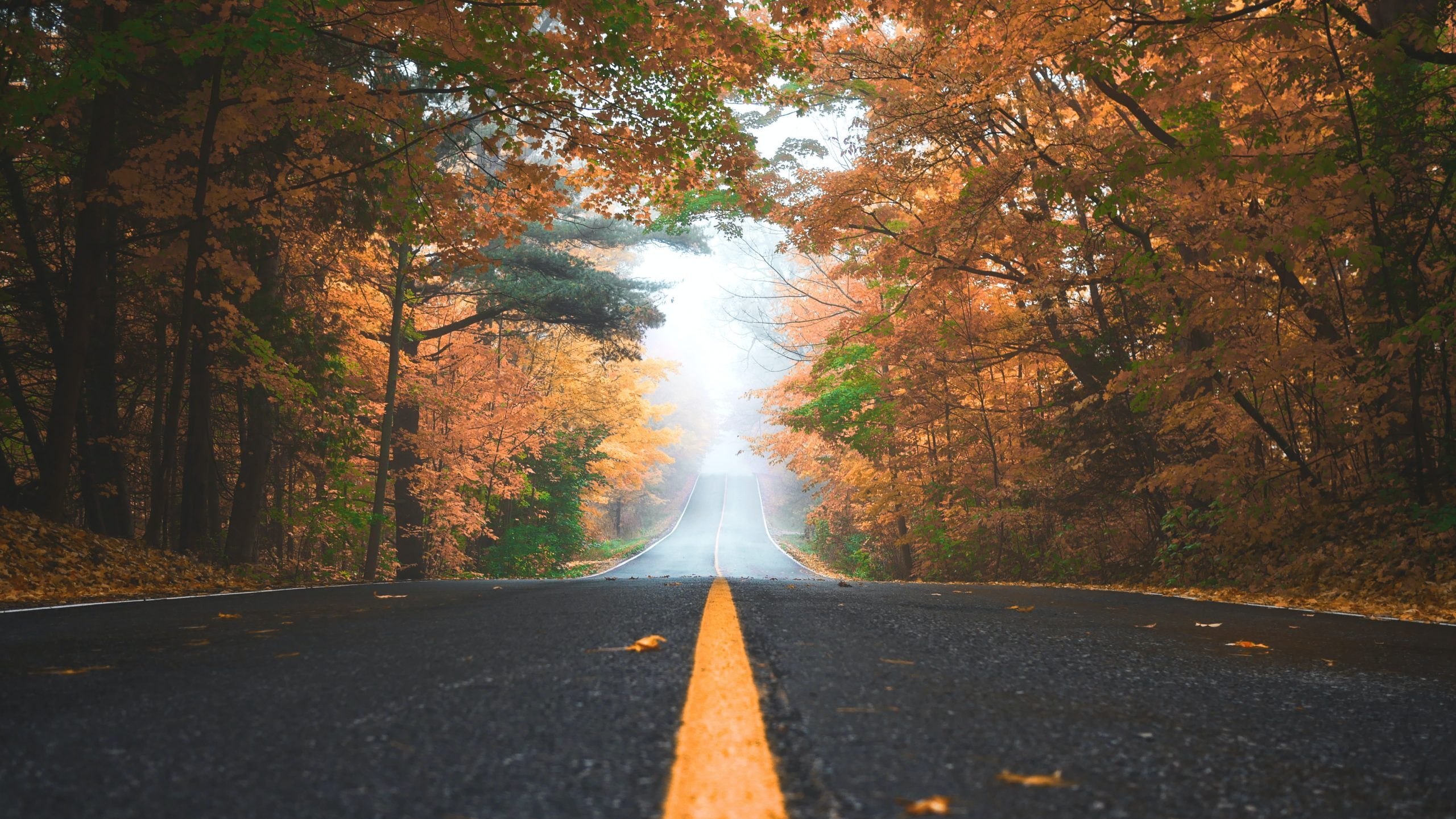 Road surrounded by fall trees.