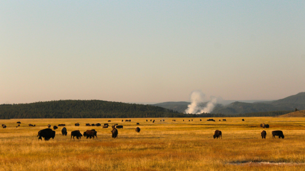 Bison in Yellowstone